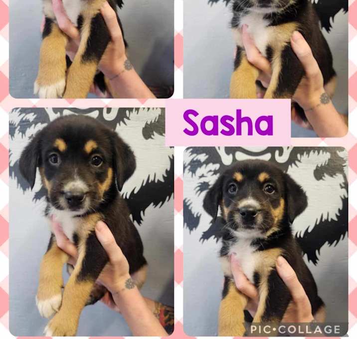 Photo of Sasha