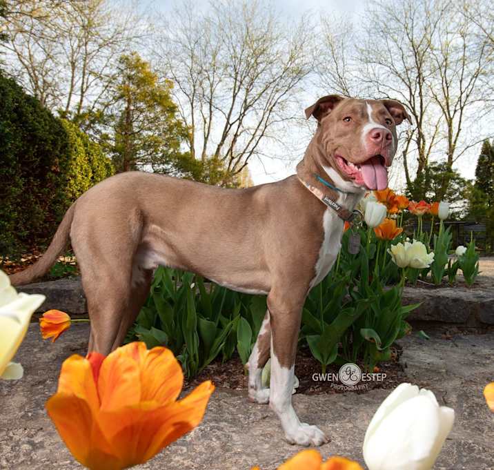 Photo of Hemlock