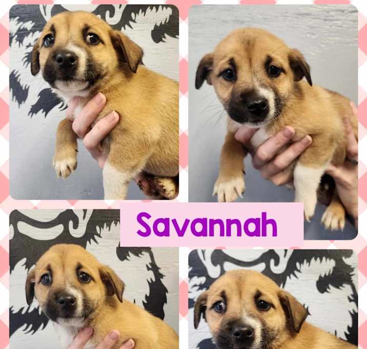 Photo of Savanna
