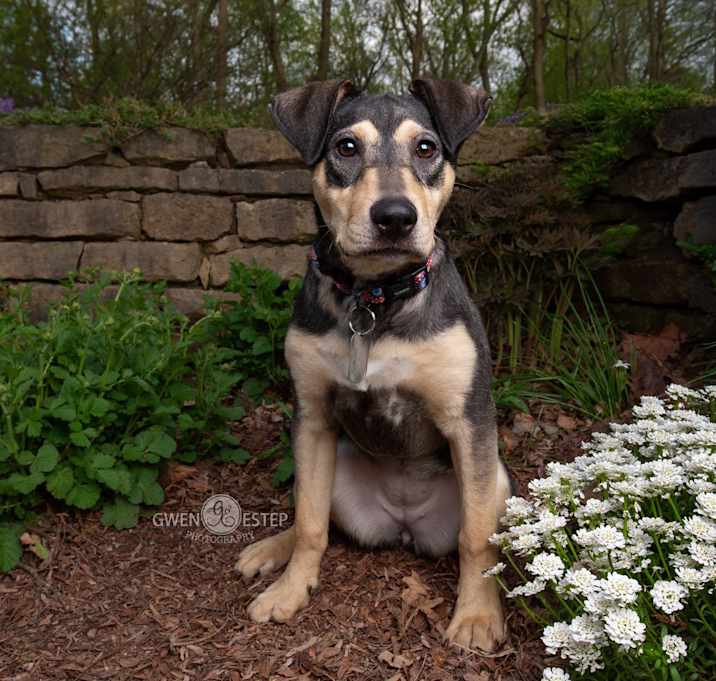 Photo of Perdita