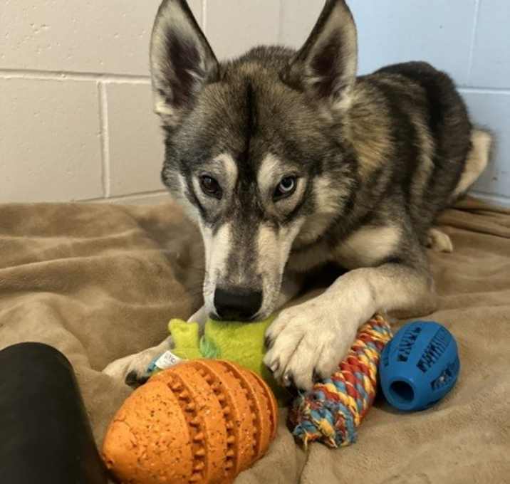 Photo of Kovu