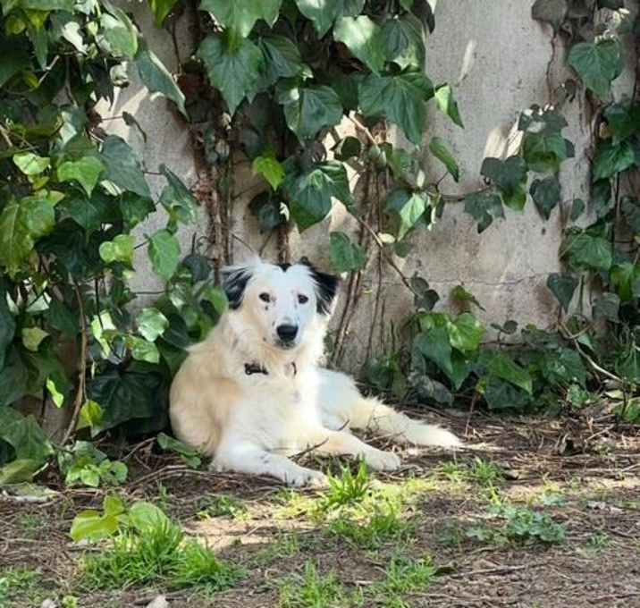 Photo of BANDIT