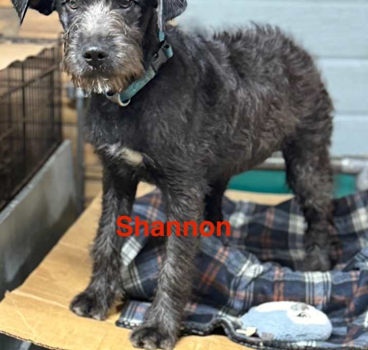 Photo of Shannon