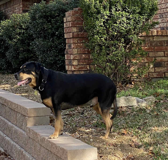Photo of Hank