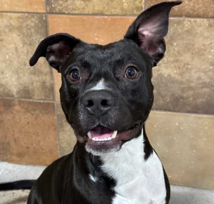 Photo of Stitch