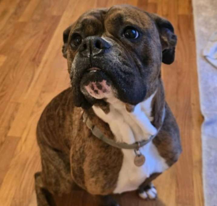 Photo of Stella