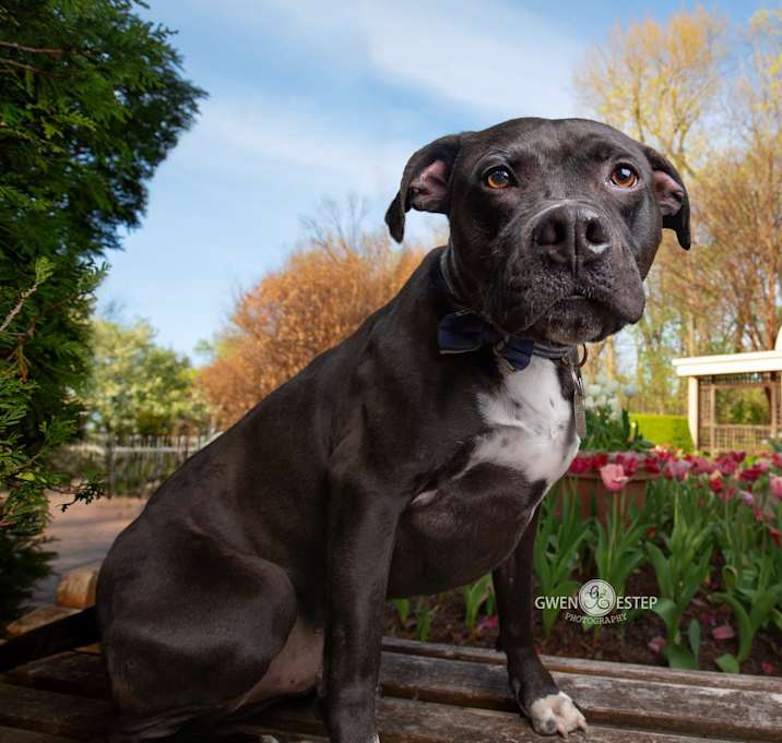 Photo of Wrangler
