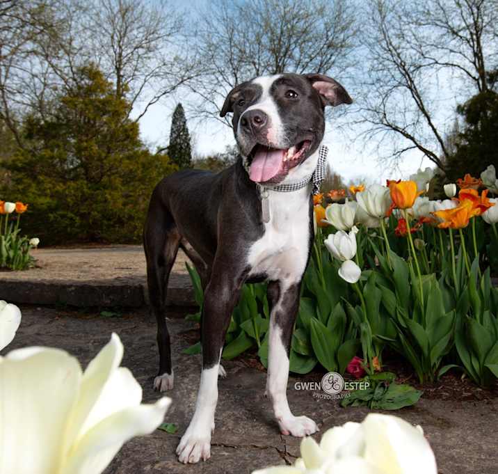 Photo of Zephyr