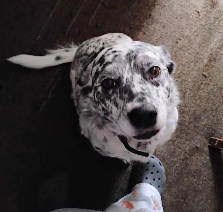 Photo of Marley