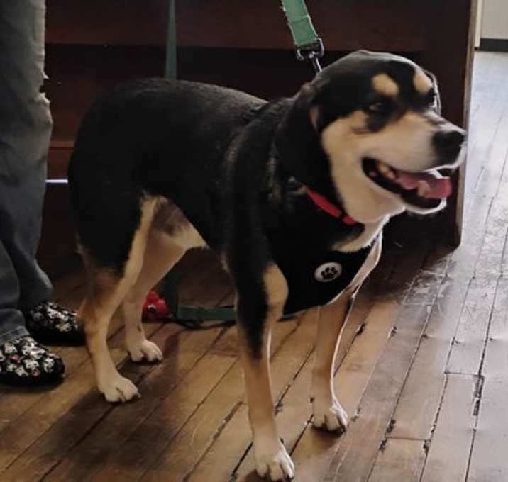 Photo of Bo
