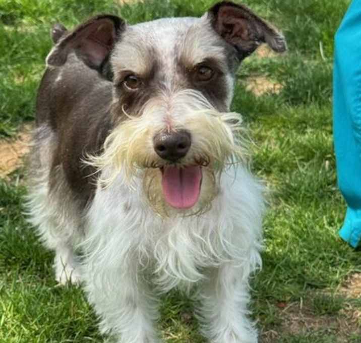 Photo of Lady