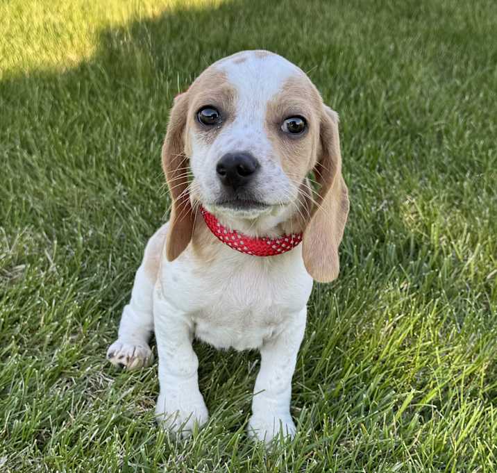 Photo of Tater Tot