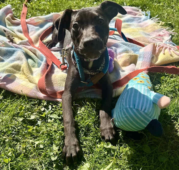 Photo of Briar