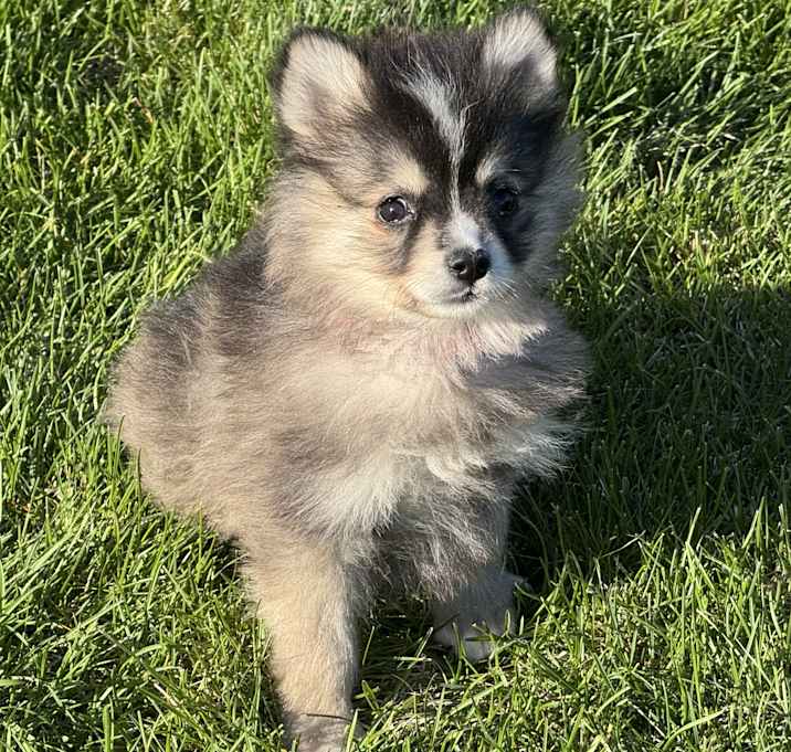 Photo of ADOPTION PENDING Tortilla