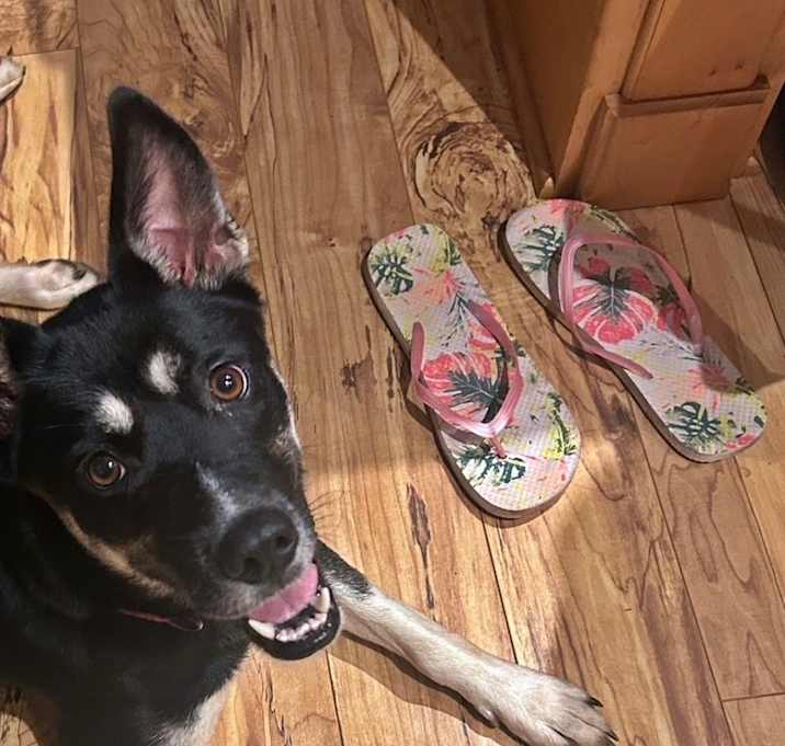 Photo of Bella