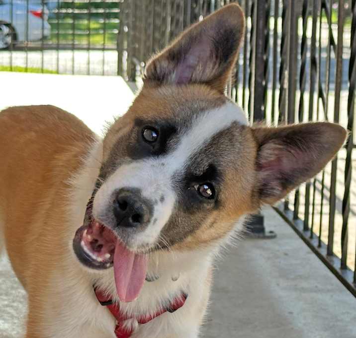 Photo of Layla