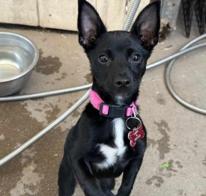 Photo of Cardi