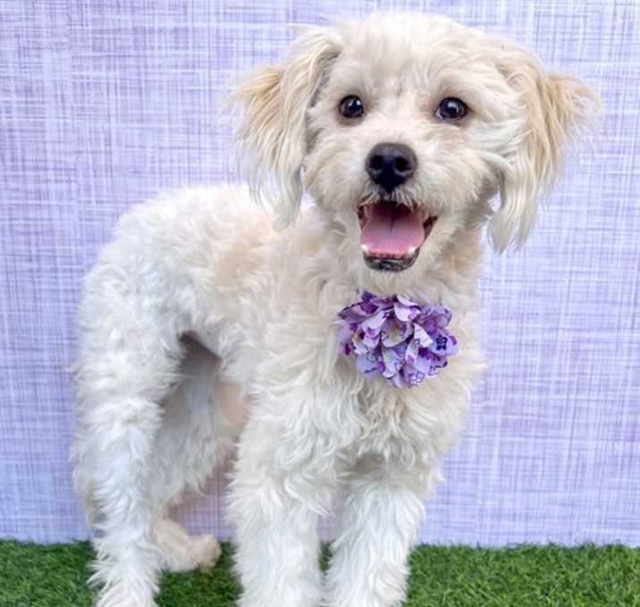 Photo of Pippi
