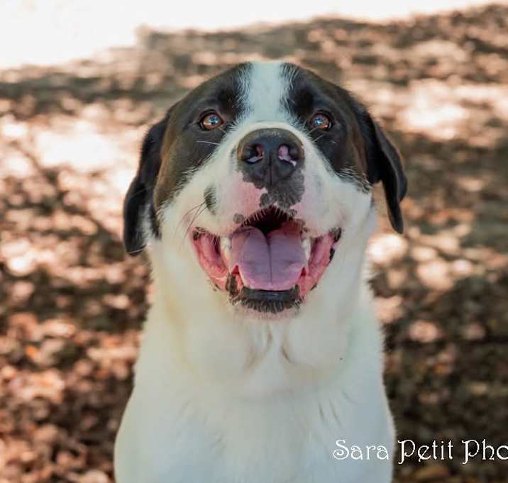 Photo of Bowser