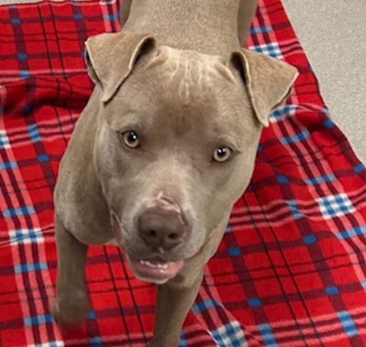 Photo of Chester