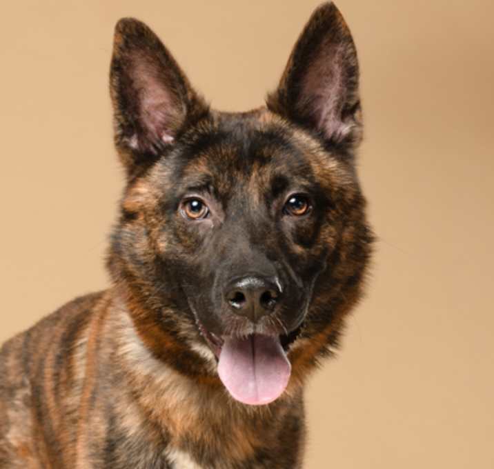 Photo of Polo-ADOPTED