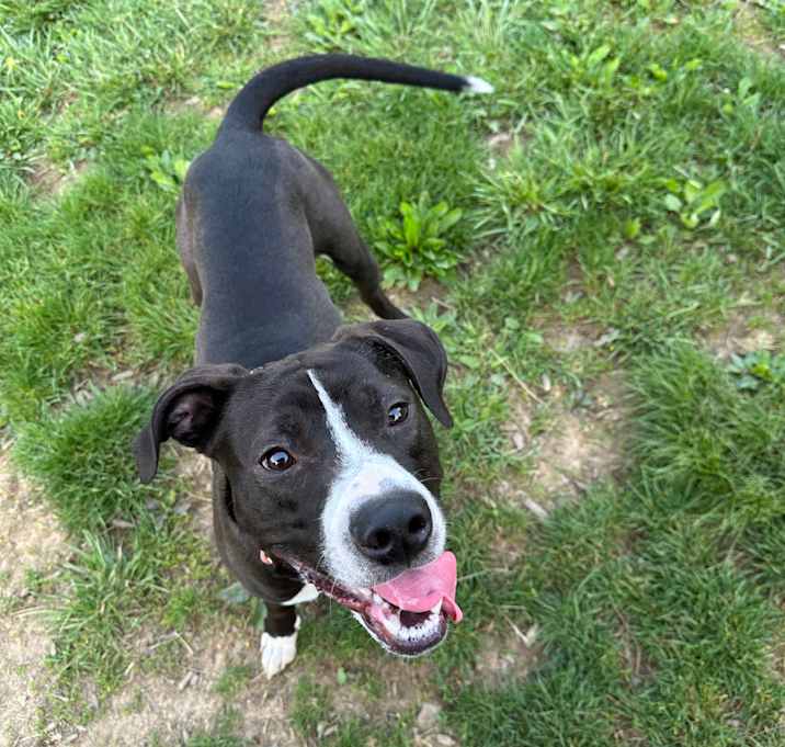 Photo of Scout Arlo