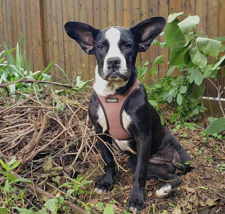 Photo of Missy Pipit