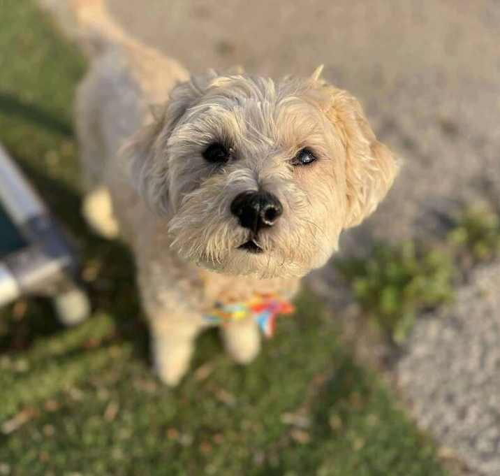 Photo of Archie (R B)