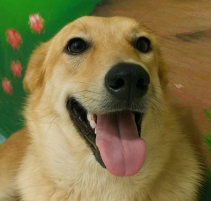 Photo of Tobby
