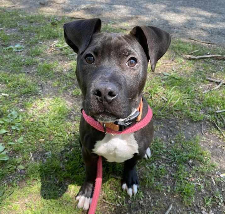 Photo of Ace