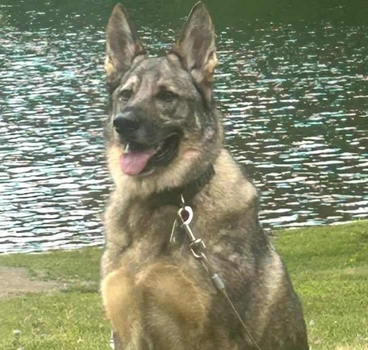 Photo of Fenrir