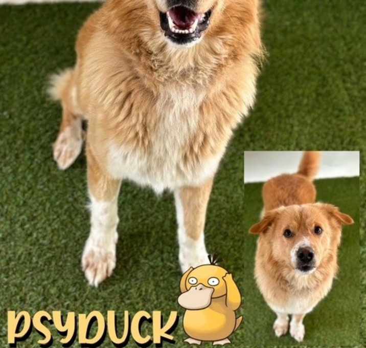 Photo of Psyduck