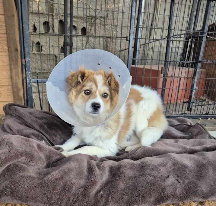 Photo of Allo