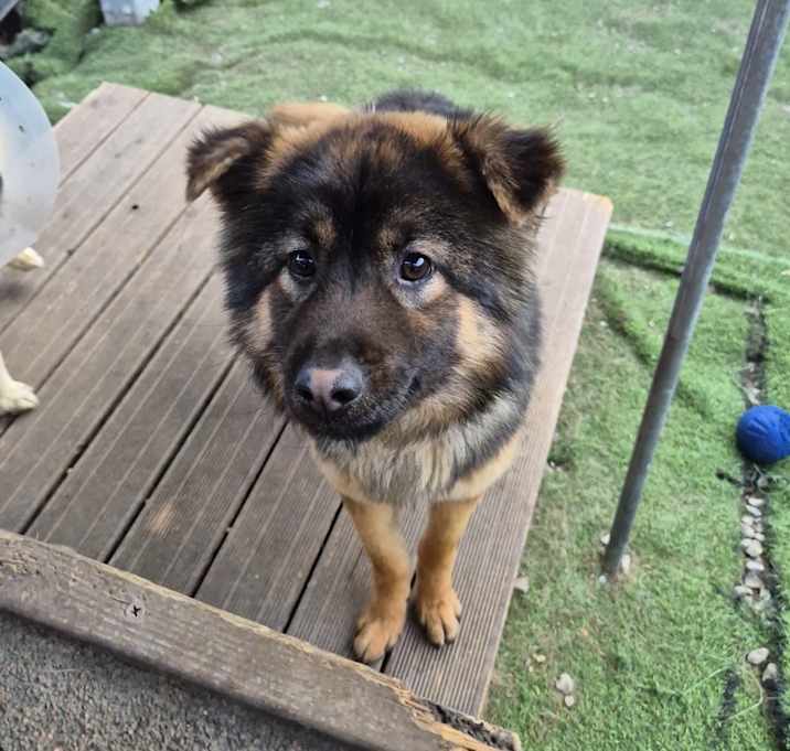 Photo of Fudge