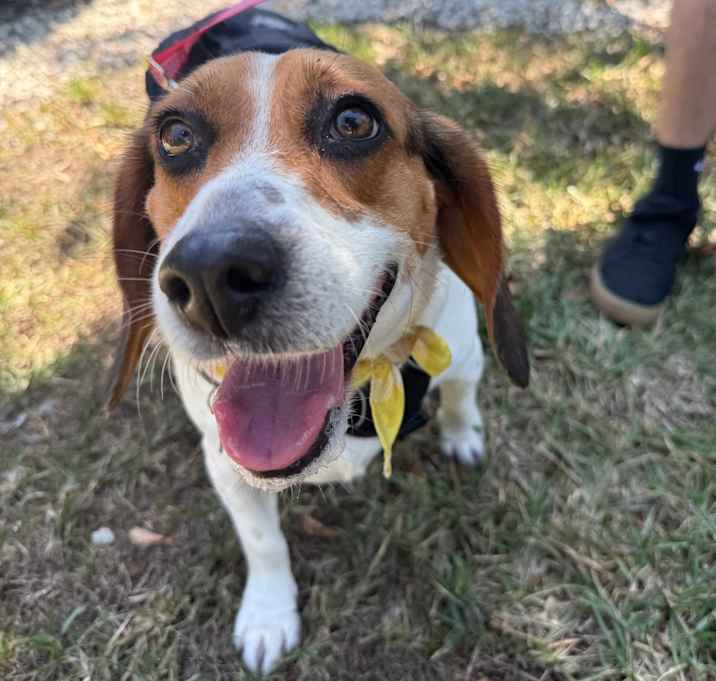 Photo of Honey