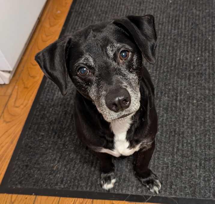 Photo of Sarge