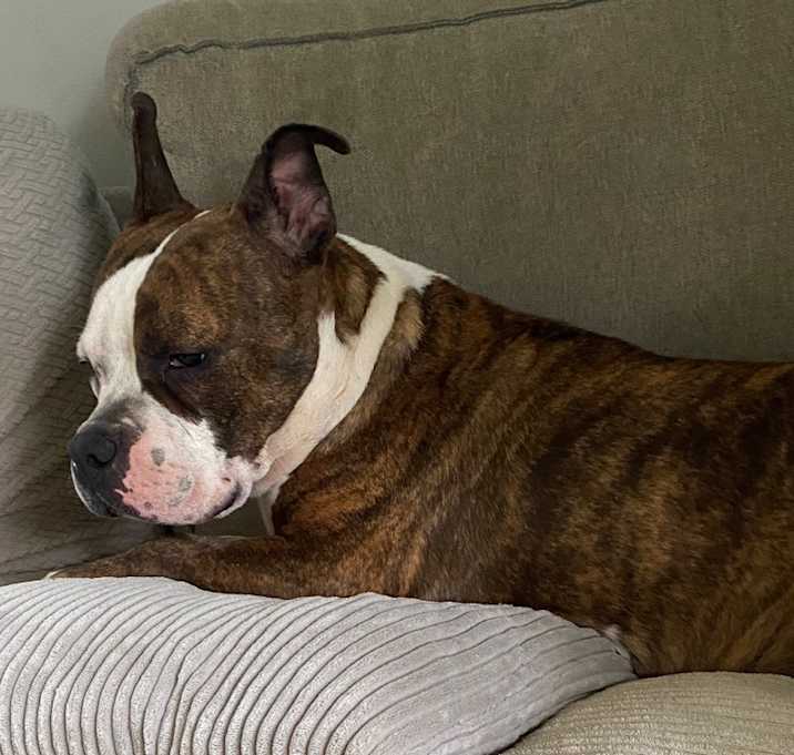Photo of Penny