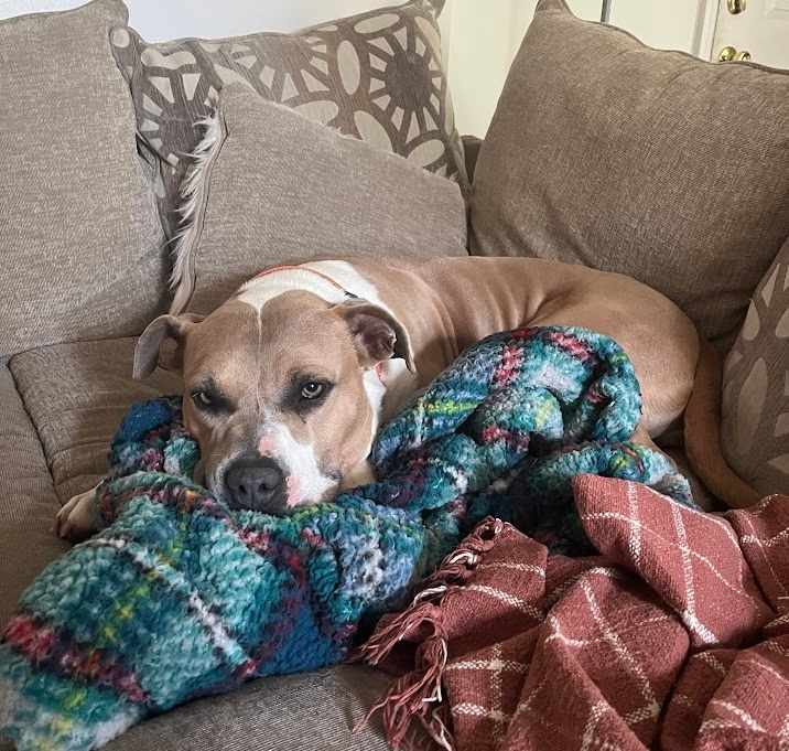 Photo of Cupcake 