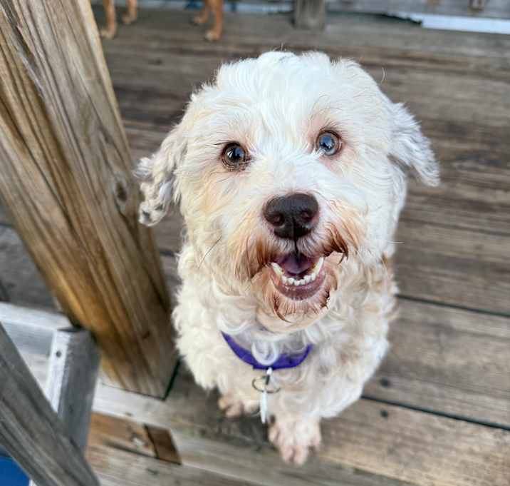 Photo of Betsy