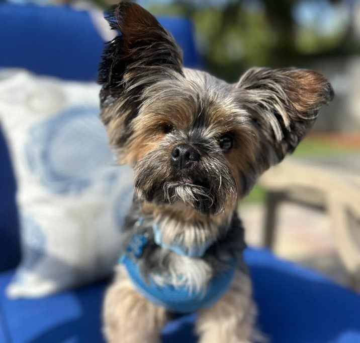 Photo of Torito