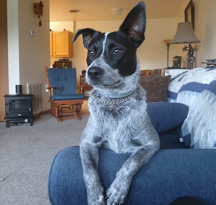 Photo of Cosmo
