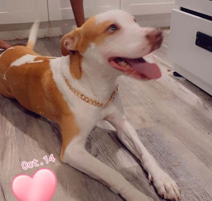 Photo of Cinnamon