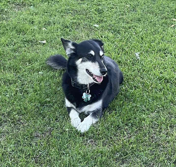 Photo of Toby