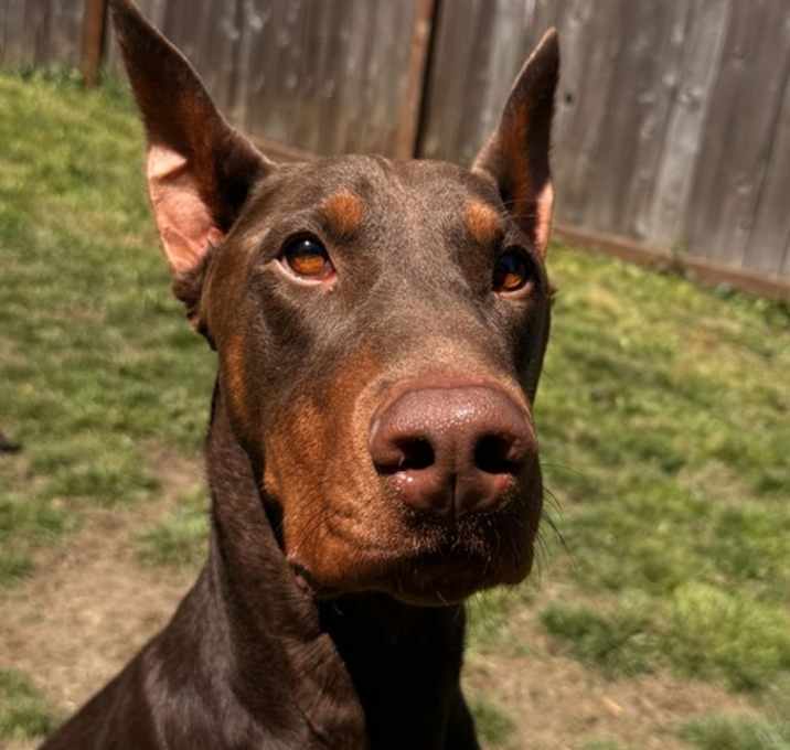Photo of Hopper
