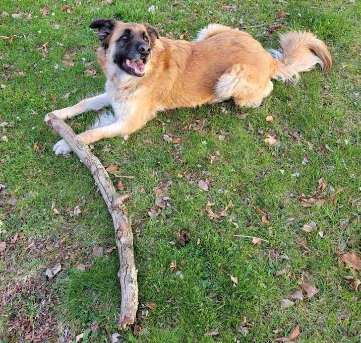 Photo of Rosie