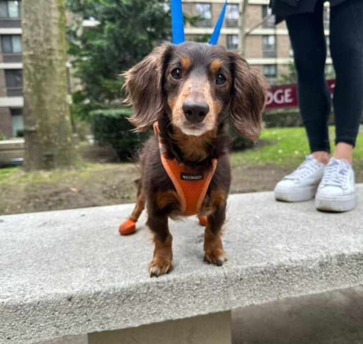 Photo of Smokey