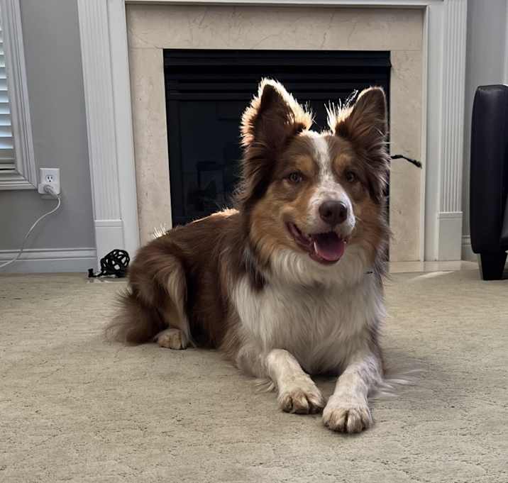 Photo of Alfie