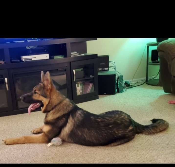 Photo of Benji