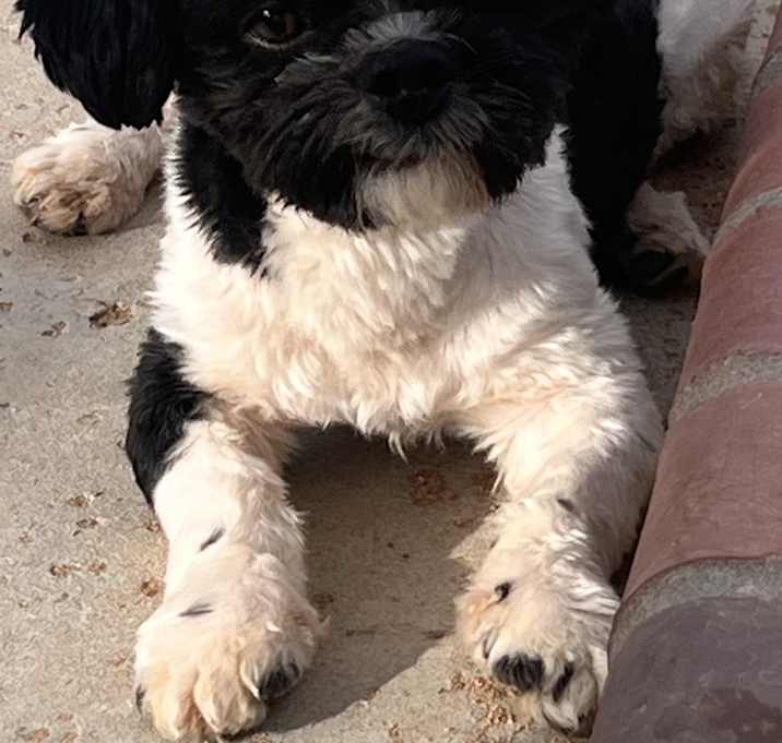 Photo of Milo
