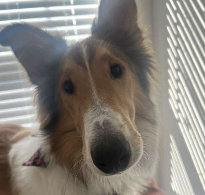 Photo of Sadie